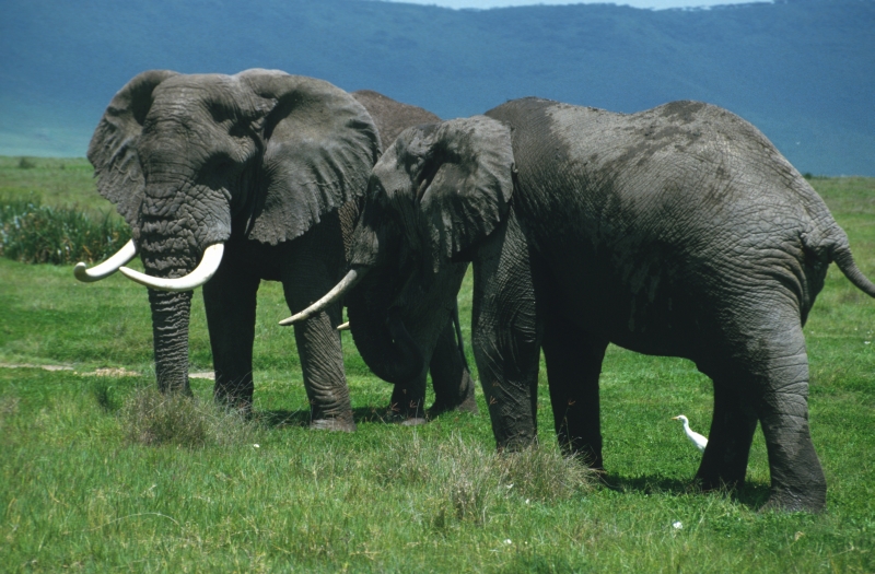 Elefanten im Ngorongoro-Krater