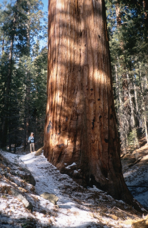 Sequoia 1991 - Anette und Mammutbaum